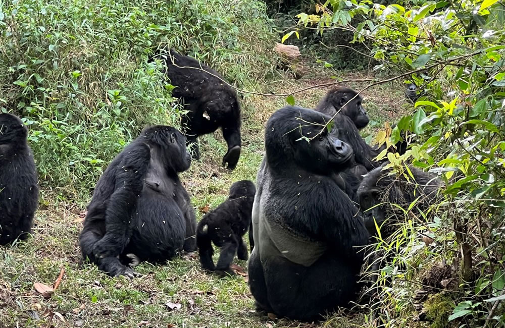 Booking a Gorilla Safari at Low Price!